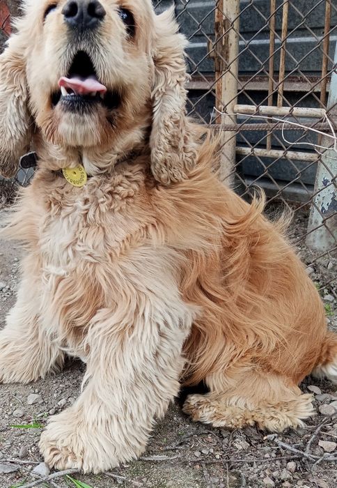 Собака  американский кокер спаниель 5 лет мальчик