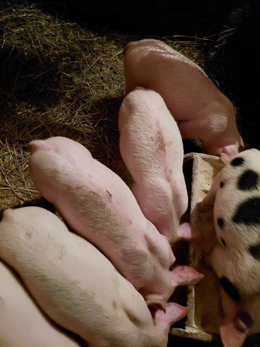 Промоция/Прасета