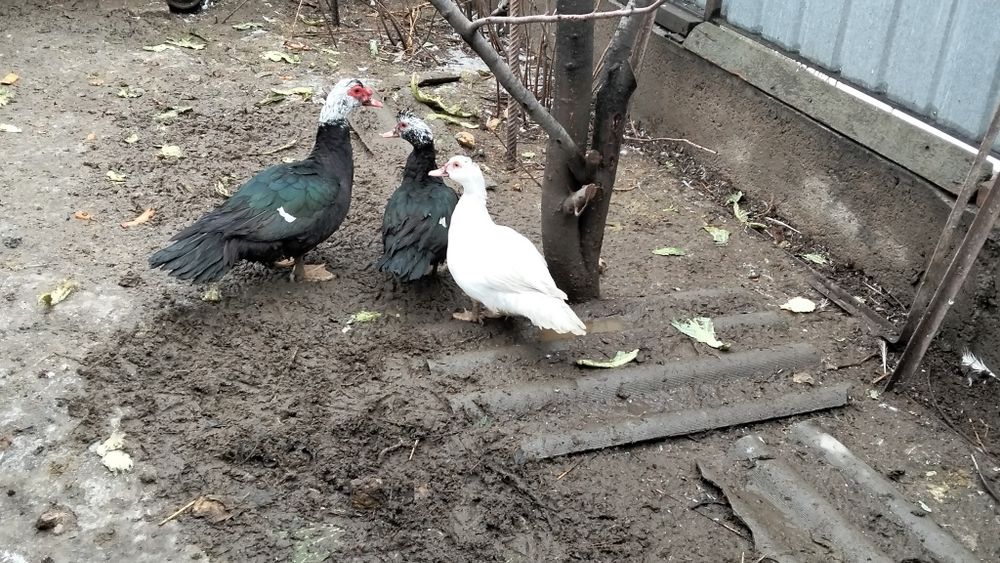 Продам молодых индоуток