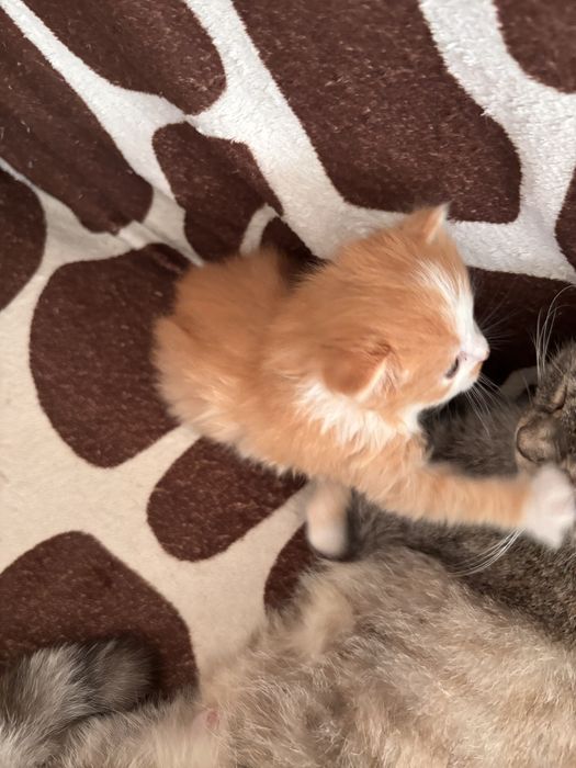 отдам рыжего котенка