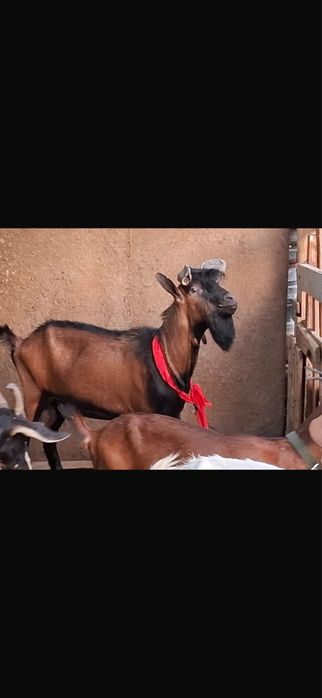 Продается Козел Французский Альпийский