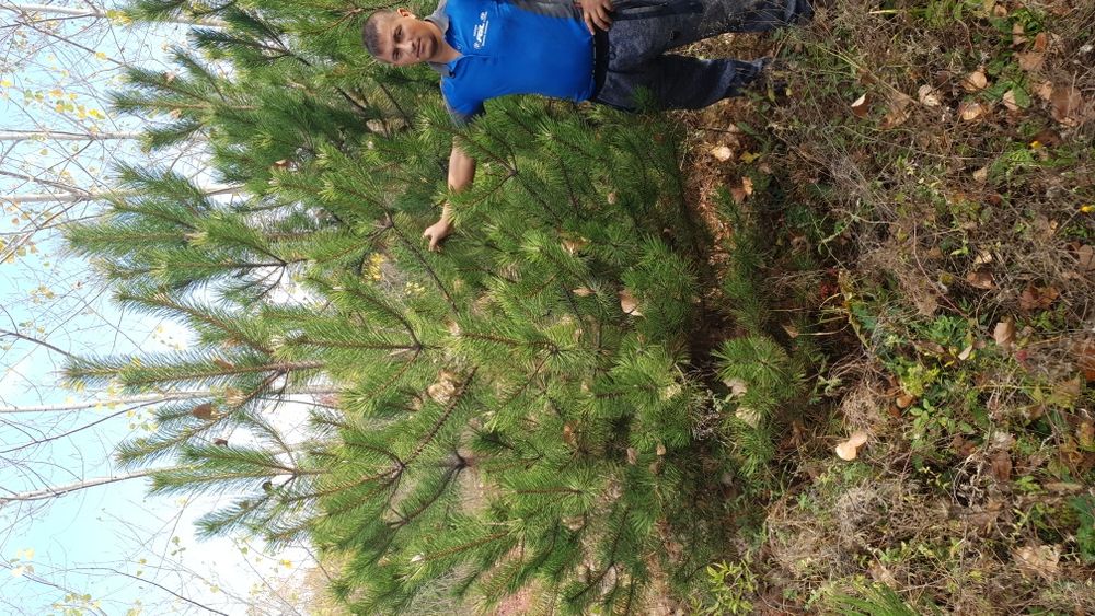 Vindem tuia pin brad argintiu