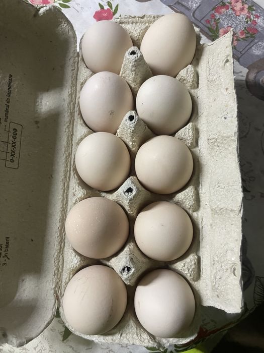 Ou Australorp pt incubat