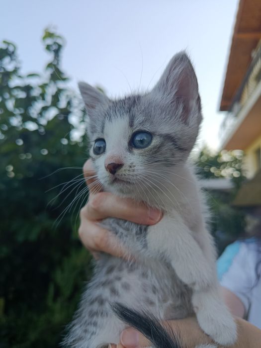 Donez pisicuță de aprox. 6 săptămâni