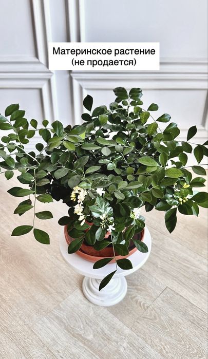 Мурайя (муррайя, японский жасмин)