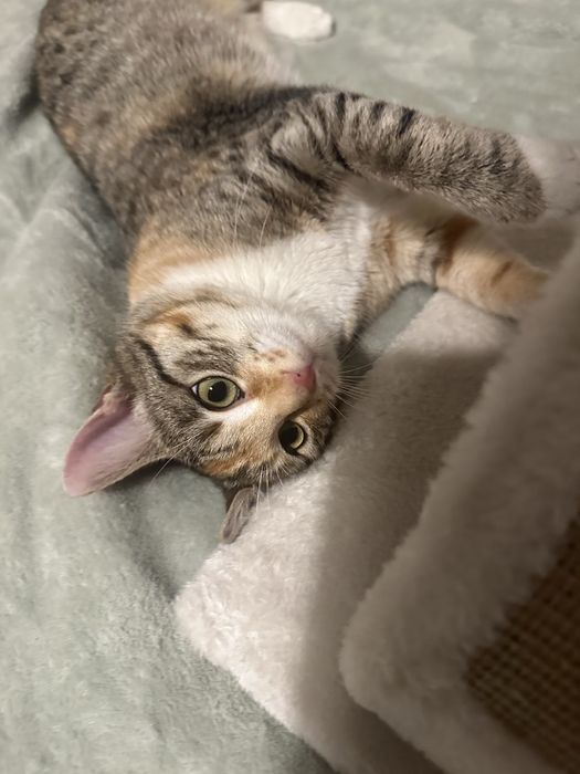 Pisicuta calico cauta casuta