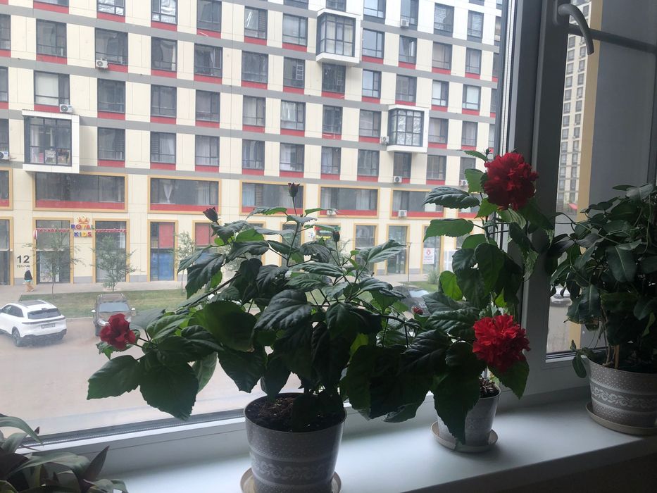Продам цветы комнатные.