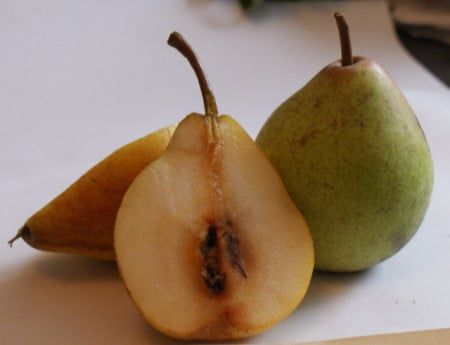Pomi Fructiferi Străvechi Glia Strămoșească (Soiuri de PĂR)