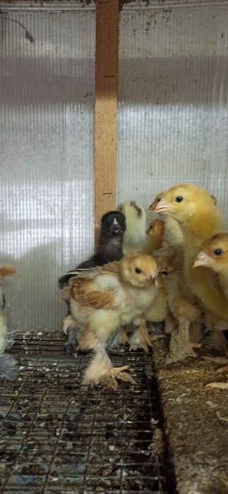 Цыплята домашние