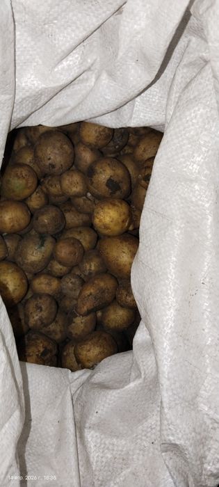 Семенной картофель жолтый