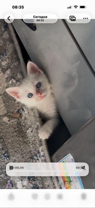 Отдаются котята в добрые руки
