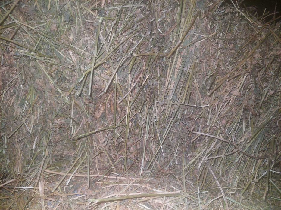 Vând baloți trifoi