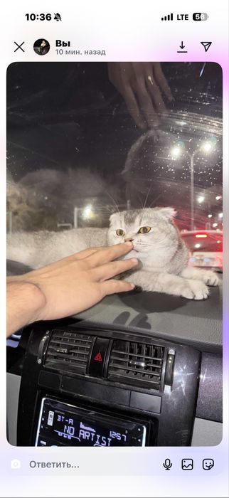 Qoshish uchun mushugimiz ogil bola qiz mushuk kerak