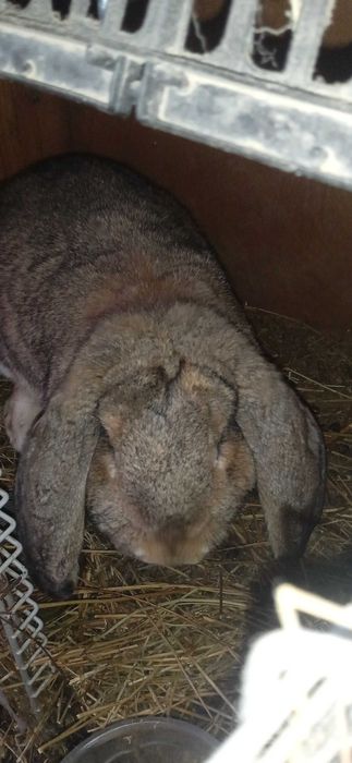 Зайци, френски кочовати