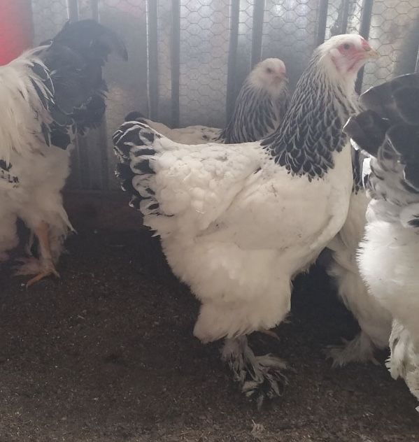 Familii de gaini 3+1 rase mari 1 an