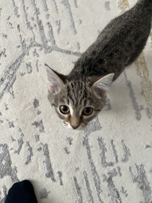 Кошка в добрые руки