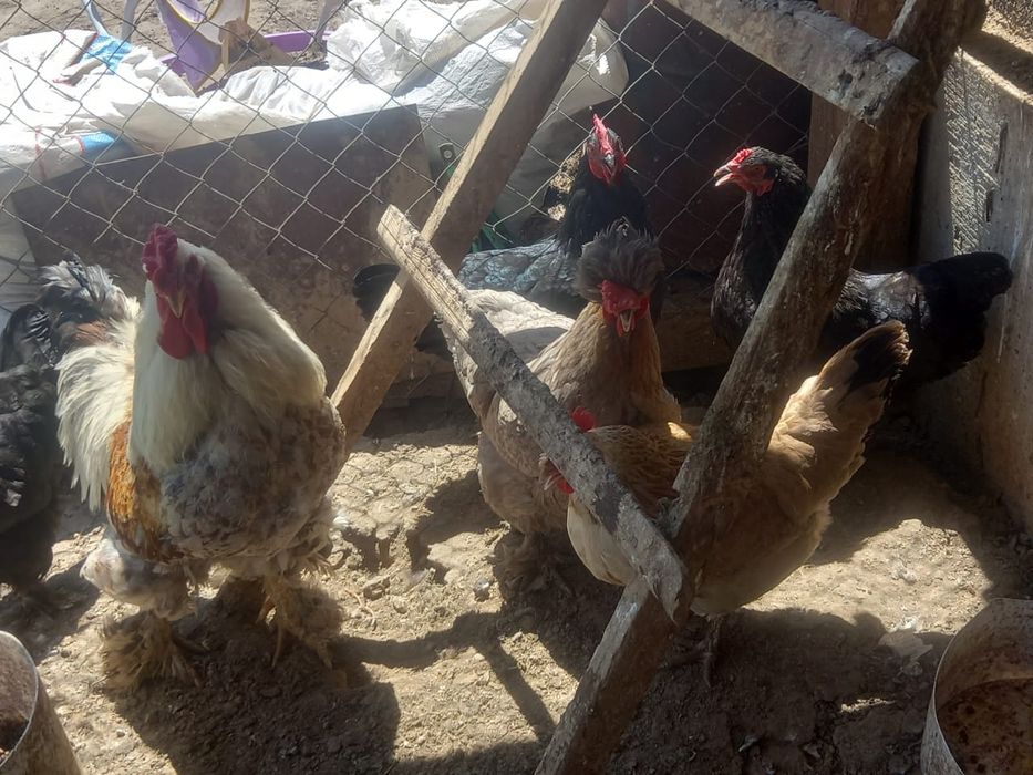 1 атеш 9 мекен бар тауык