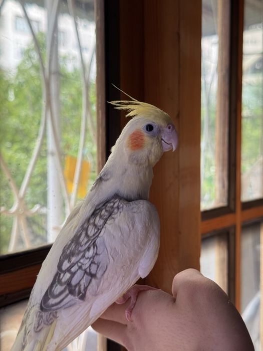 Ручной попугай Корелла