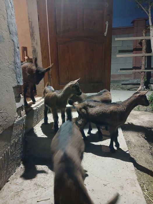 Ешкі сүті. Козье молоко.