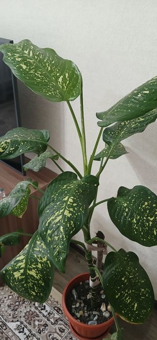 Диффенбахия.Срочно!Торг. Центр.
