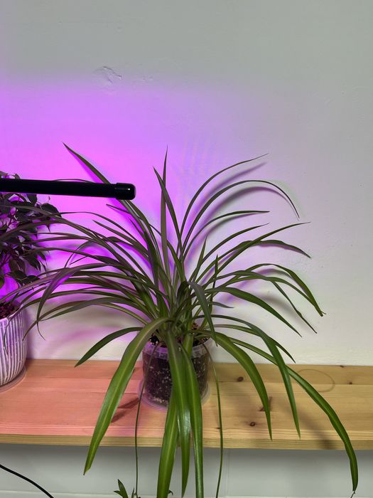 Продам большой Хлорофитум