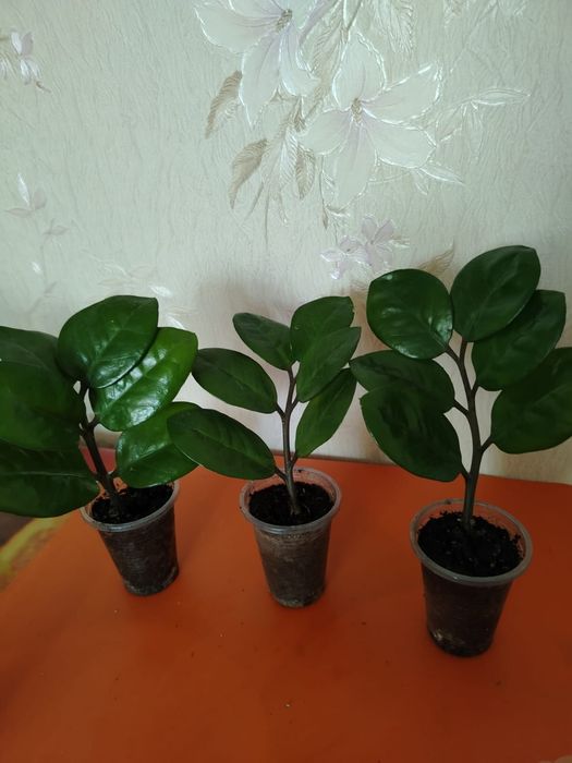 Продам комнатные цветы