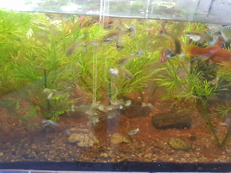 Guppy de vanzare