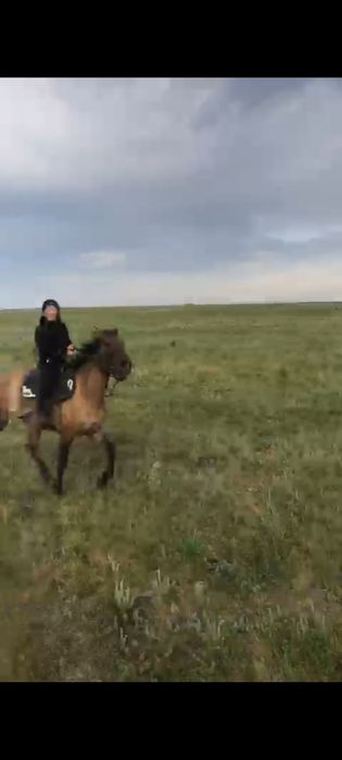 Продам коня иноходца