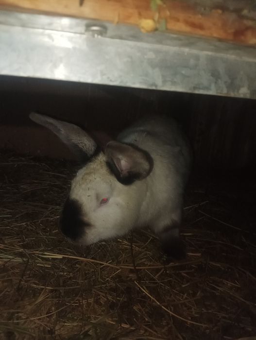 Quyon bor zotlari toza