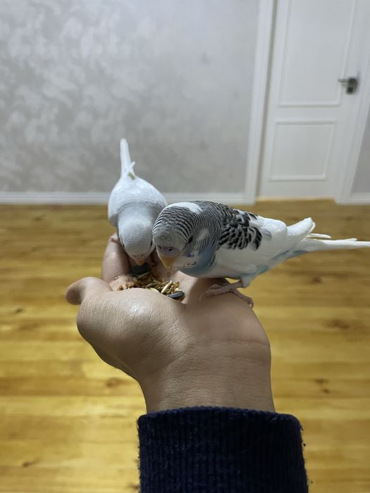 Ручные волнистые попуги