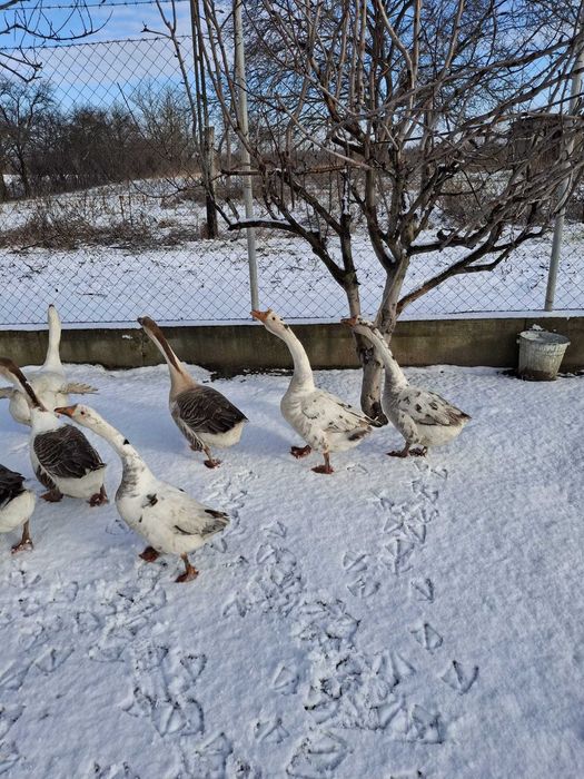 Vând sau schimb  gâscani