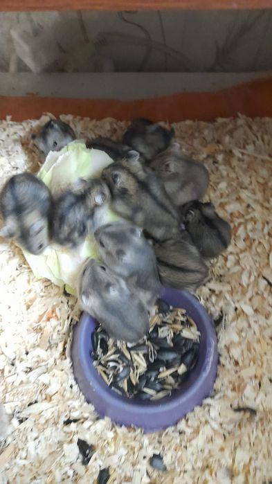 Хомячков джунгарских продам продам