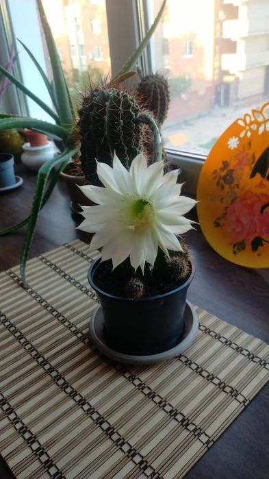 Продам кактус эхинопсис