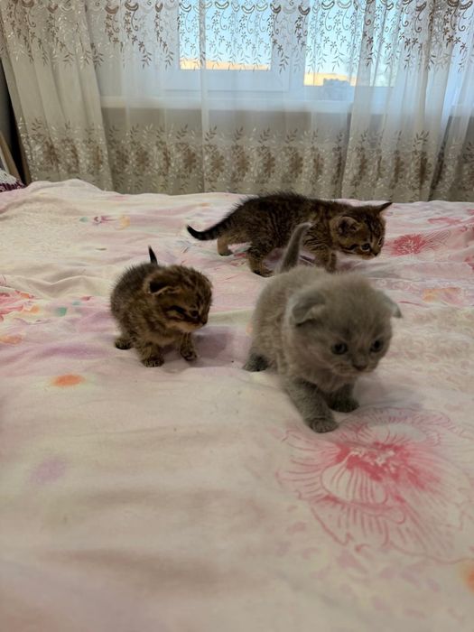 Продаются породистые котята