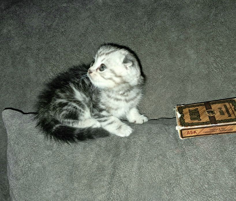 Шотландский вислоухий котёнок