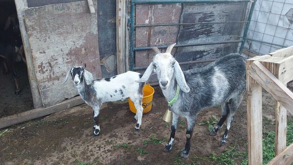 Ieduta si capră angronubiană