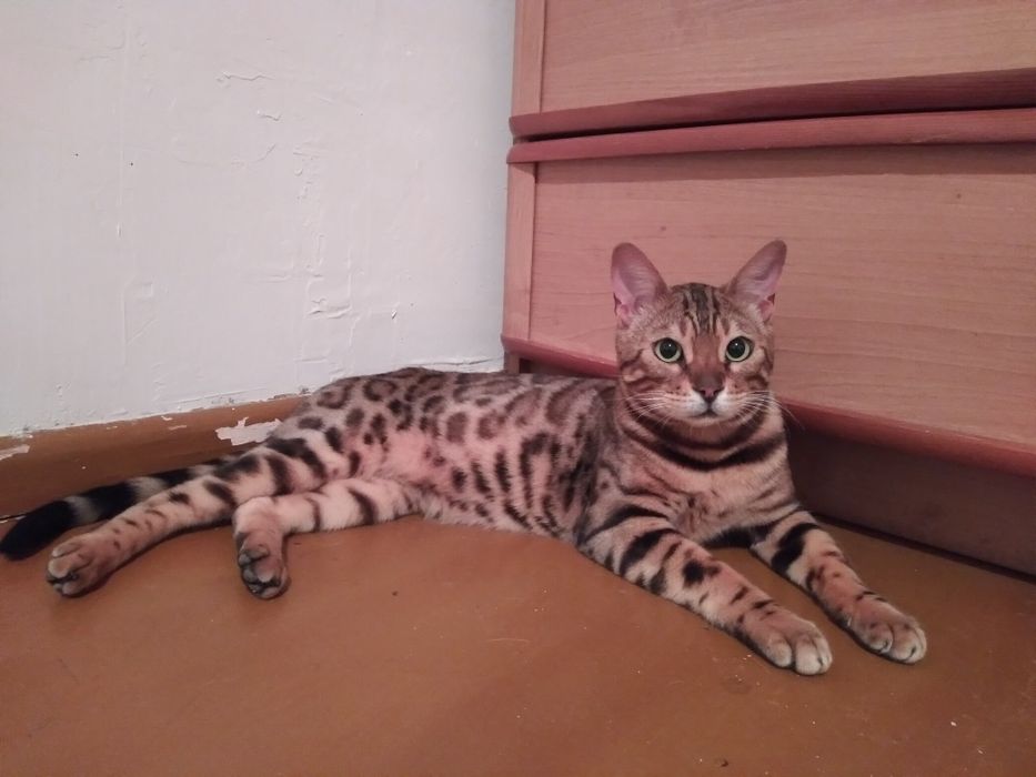 Продаю Бенгальскую кошку