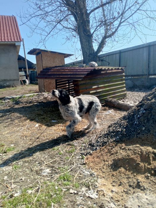 Дратхаары кобель и сука