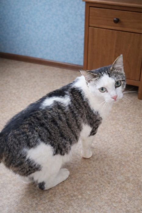 Кошечка и кот ищут добрые ручки