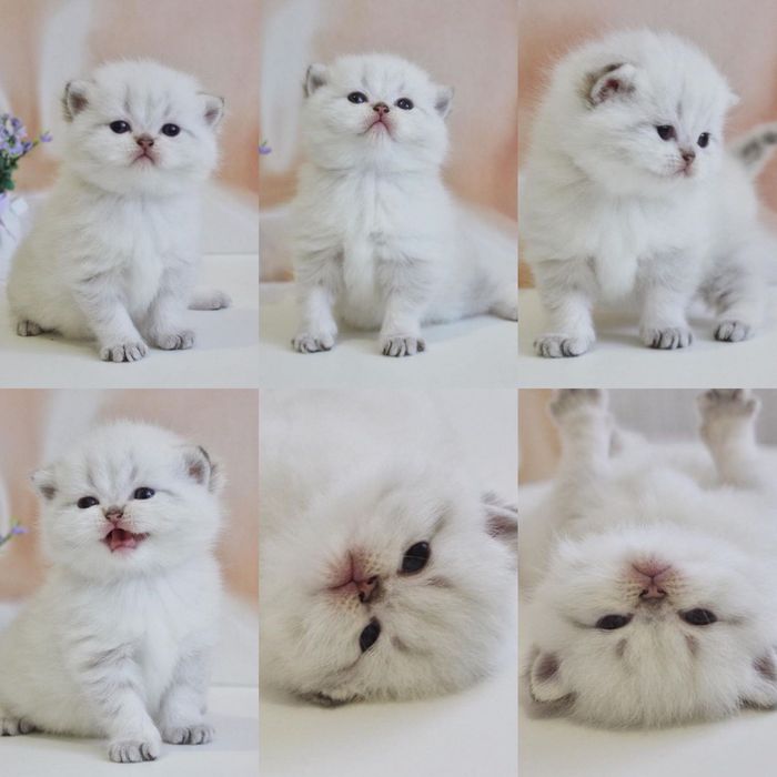 Белая шиншилла котята