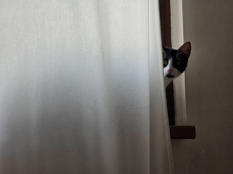 Женско коте на 9 месеца търси дом