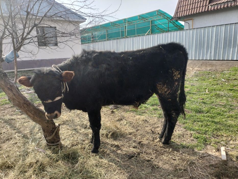 Бука сатылады парода швет