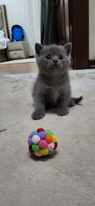 Котята скотиш страйт