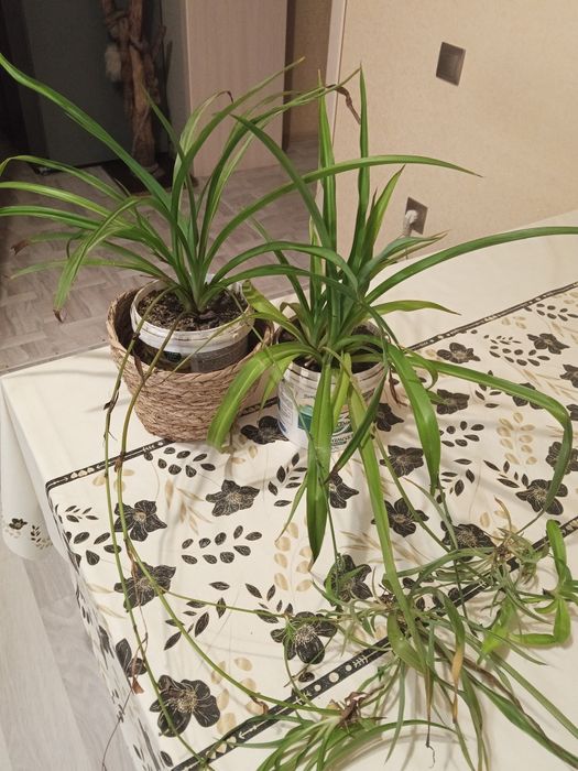 Продаю комнатные цветы