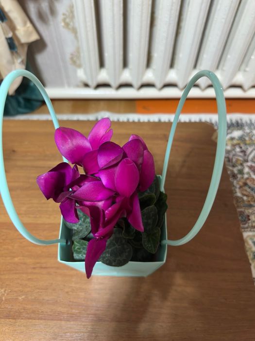 Комнатные цветы очень красивые