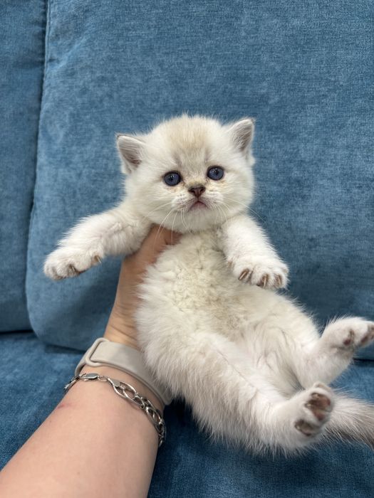 Продается котенок