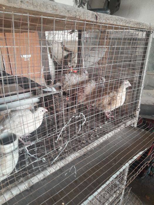 Арзан тауық сатылады.