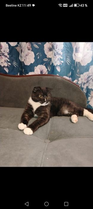 Кот в добрые руки