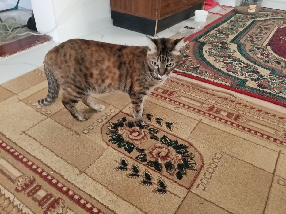 Продам бенгальскую кошку