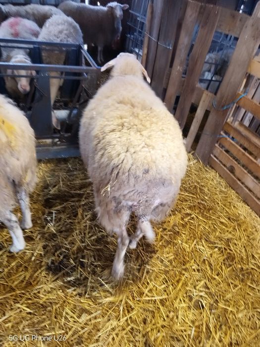 Овца на второ агне!!